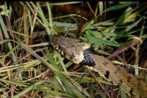 A grass snake moving through long grass.