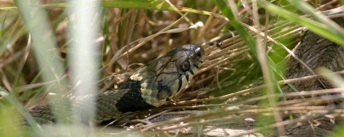 A grass snake in the long grass.