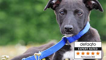 Black and white puppy on blue lead
