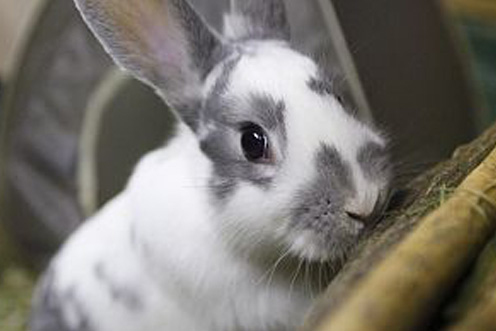 close-up of rabbit playing indoors