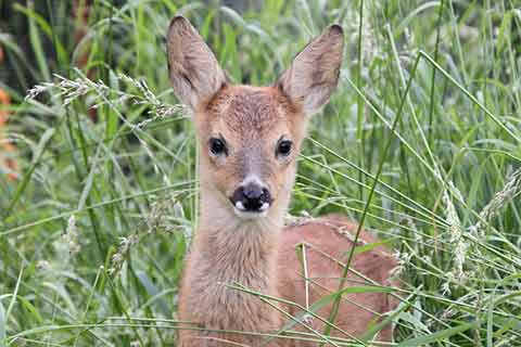 A young roe deer standing in long grass