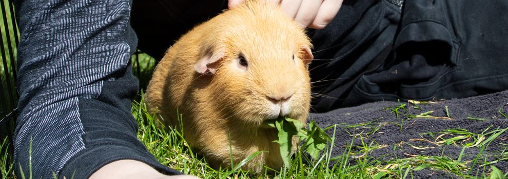 Guinea pig eating greens