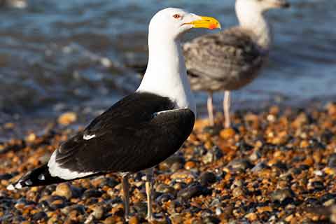 A great black-backed gull on the beach