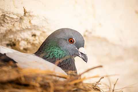 A nesting pigeon sitting in a nest high up inside an outbuilding.