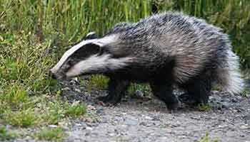 badger cub walking into the grass