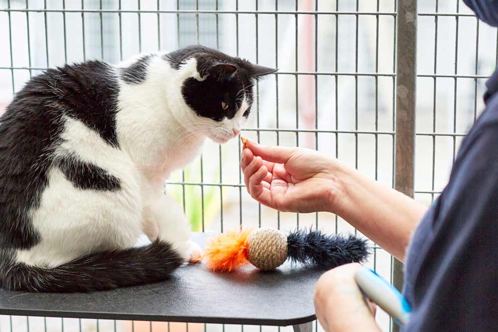 black and white cat being fed a treat