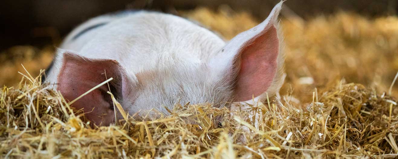 A pig cooling off in the summer heat by keeping their head in the straw.