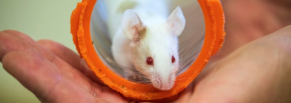 close-up of mouse in a plastic tunnel © RSPCA