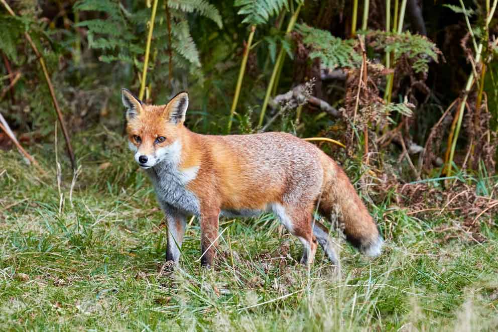 A wild fox in the countryside.