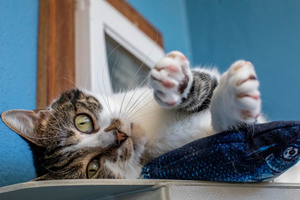 A cat showing their playful side lying on a step with paws on a fish-shaped toy.