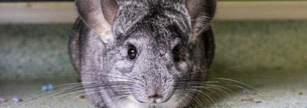 chinchilla sitting in cage looking straight to camera © RSPCA