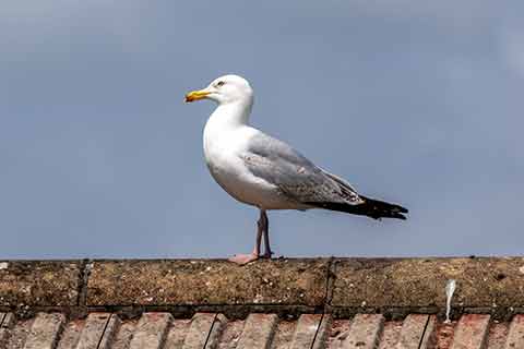 A herring gull standing on a roof
