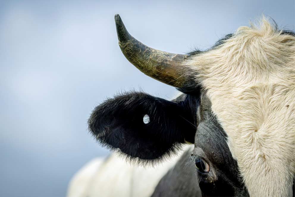 A close-up of a beef cow with a missing ear tag