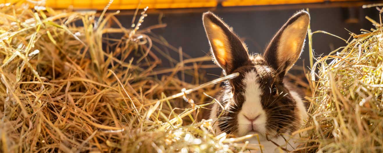A black and white rabbit facing the camera surrounded by hay.