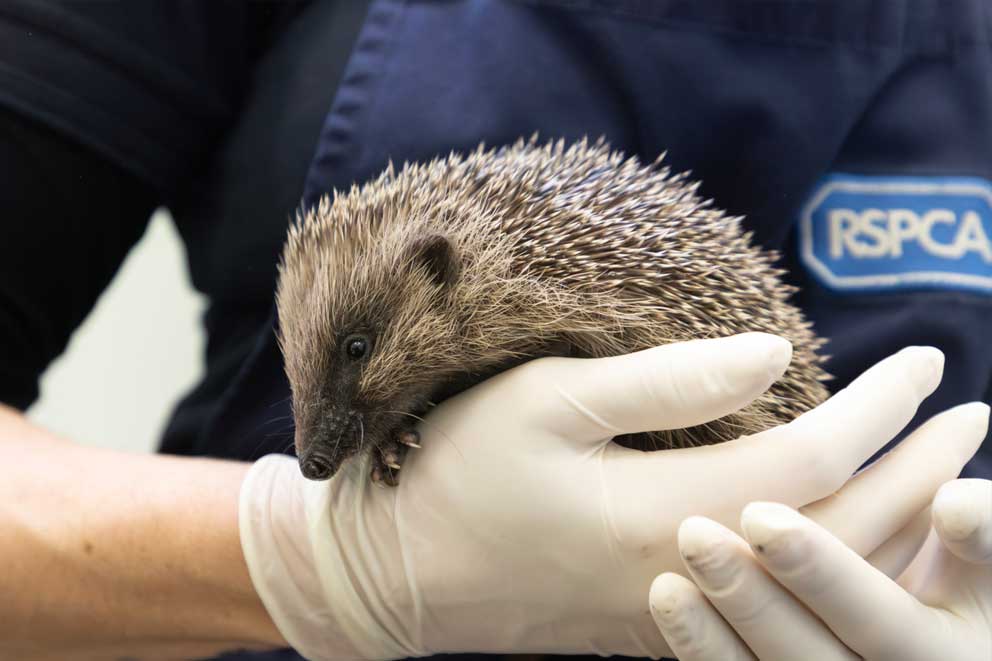 A hedgehog being held by Wildlife Assistant Lorna Everard at RSPCA West Hatch Wildlife Centre.