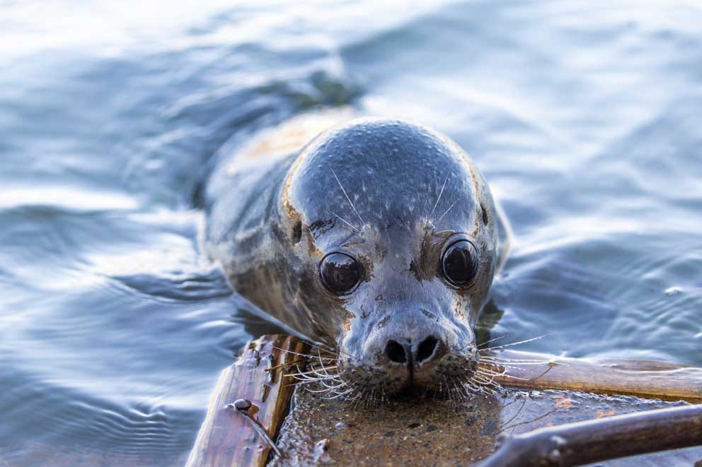 Cheeto the seal in the water resting his chin on a wooden platform.