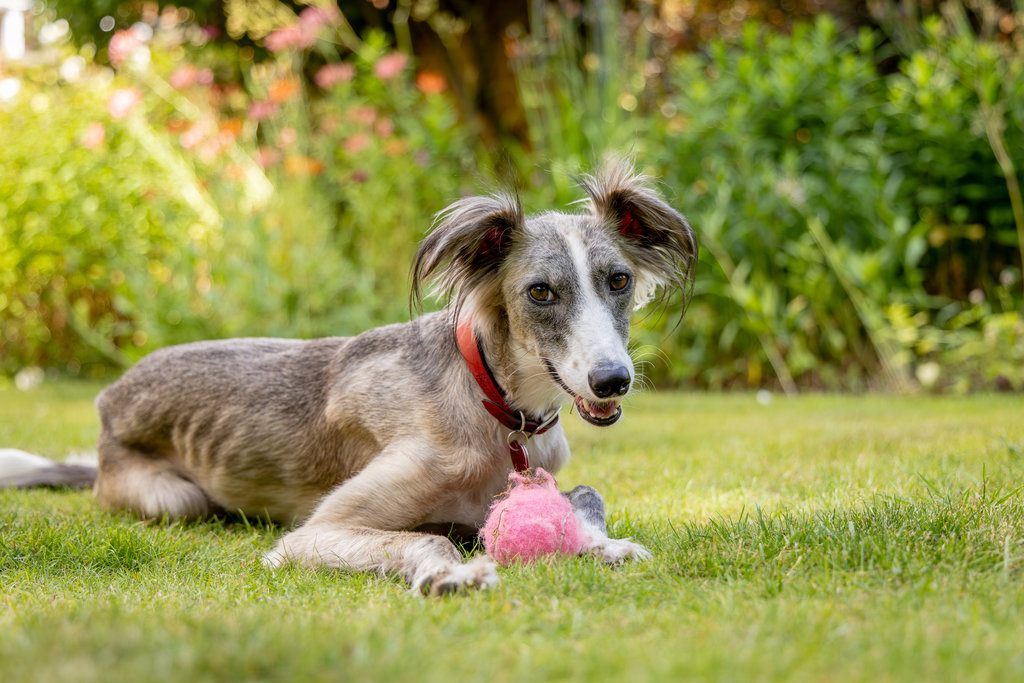 A happy dog lying on the grass with a ball.
