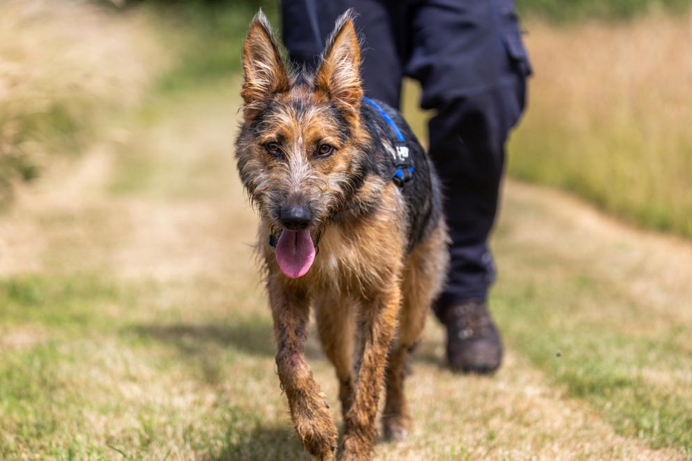 A large dog on a lead walking through a sunny field, heading towards the camera.