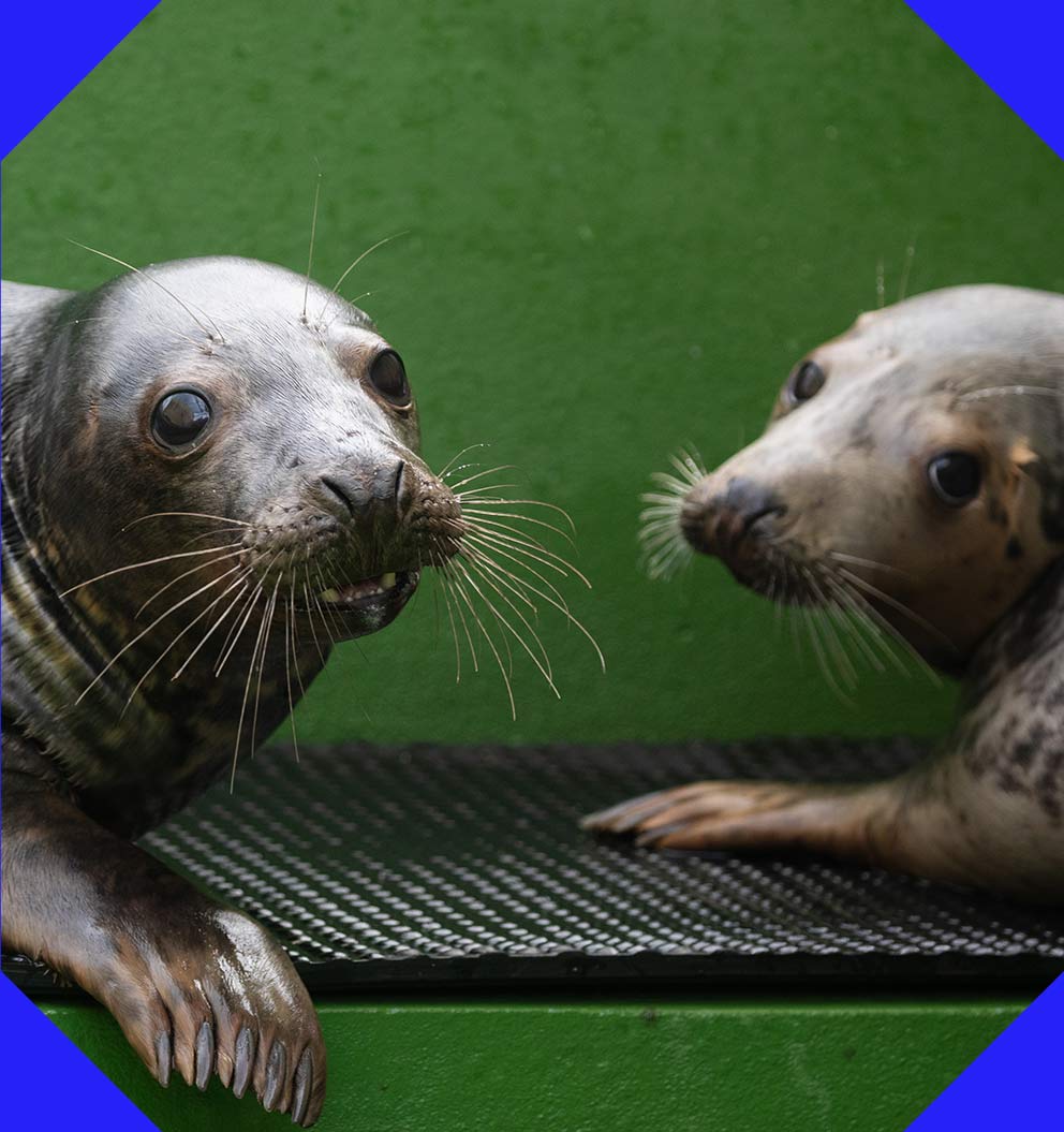 Two rescued seal pups looking towards the camera.
