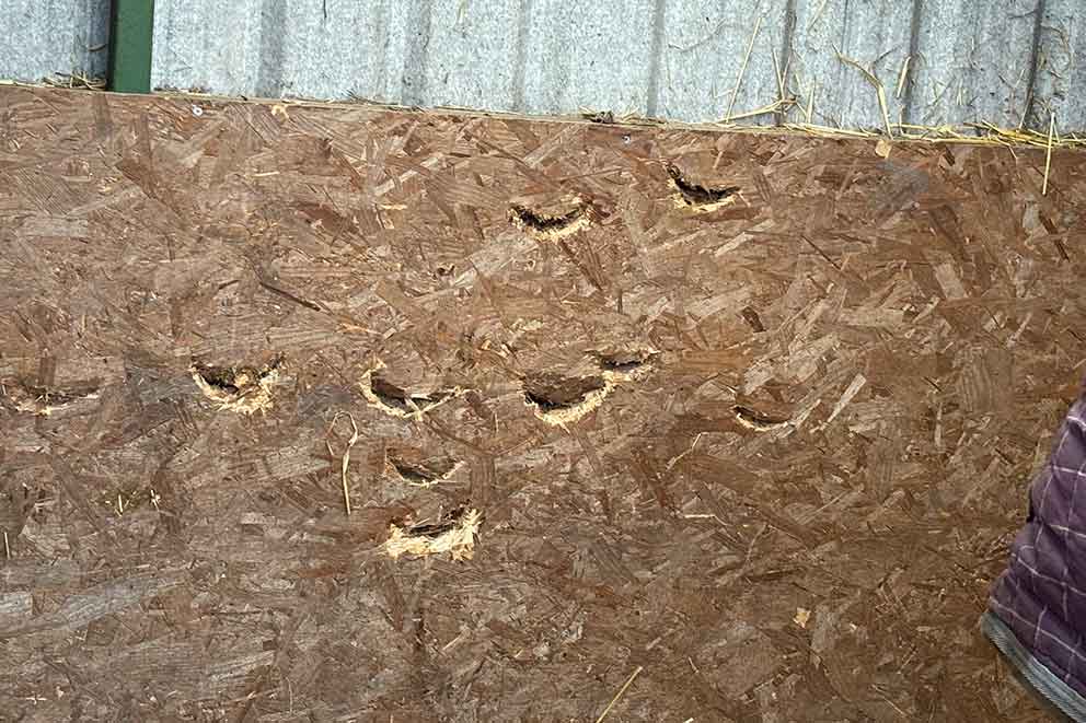 A wooden board in a stable with a lot of horse hoof prints.