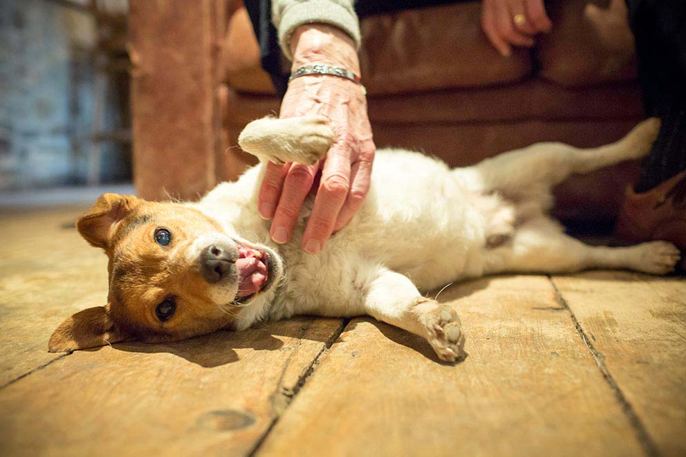 happy dog laying down as he gets cuddles from a person out of frame