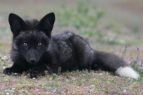 Young black fox