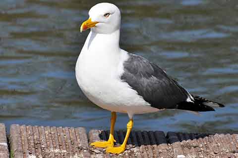 A lesser black-backed gull by a lake
