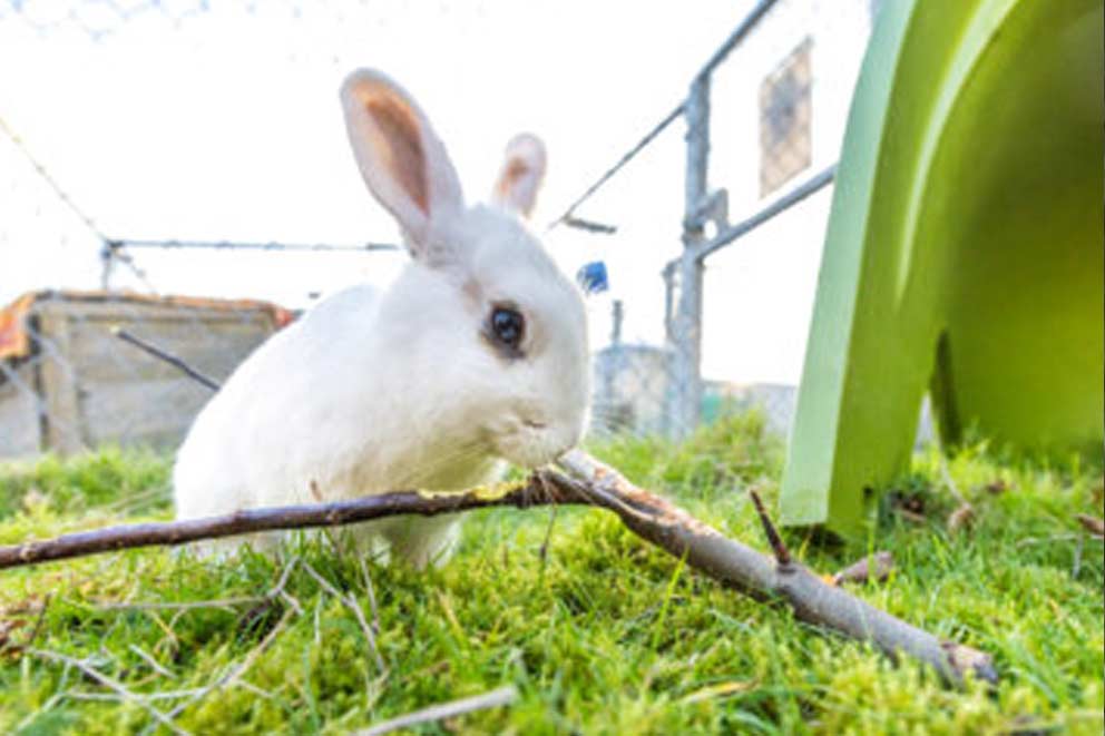 A rabbit chewing on a stick in their outside enclosure.